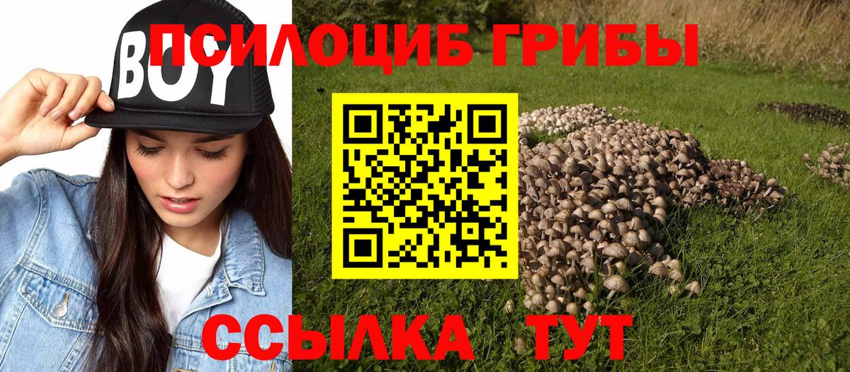 Брянск  Псилоцибиновые грибы MAGIC MUSHROOMS  Вход с VPN  Галлюциногенные грибы Psilocybine cubensis 